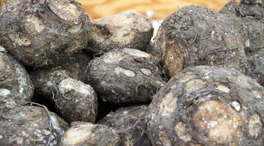 जिमीकंद