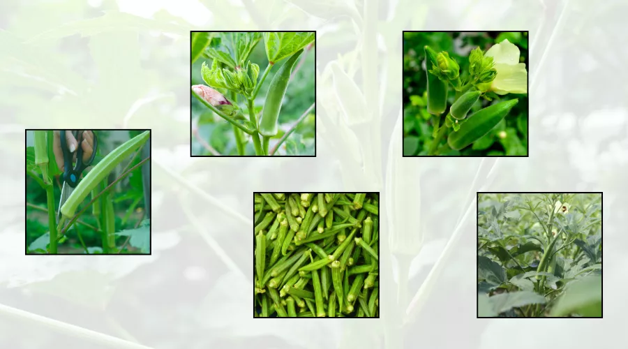 ग्रीष्मकालीन