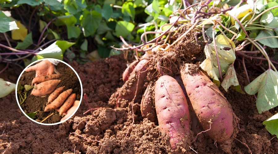 शकरकंदी