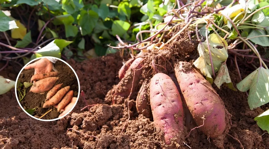 शकरकंदी