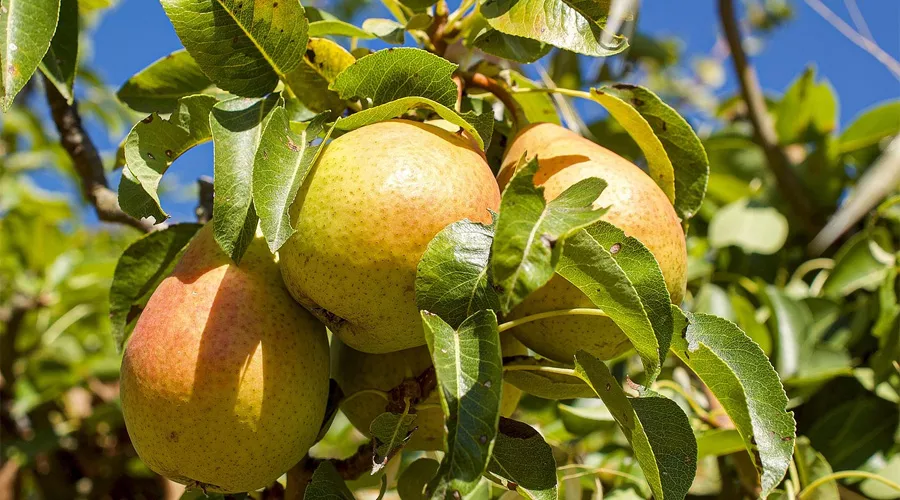 नाशपाती