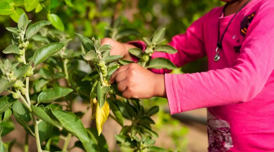 अश्वगंधा