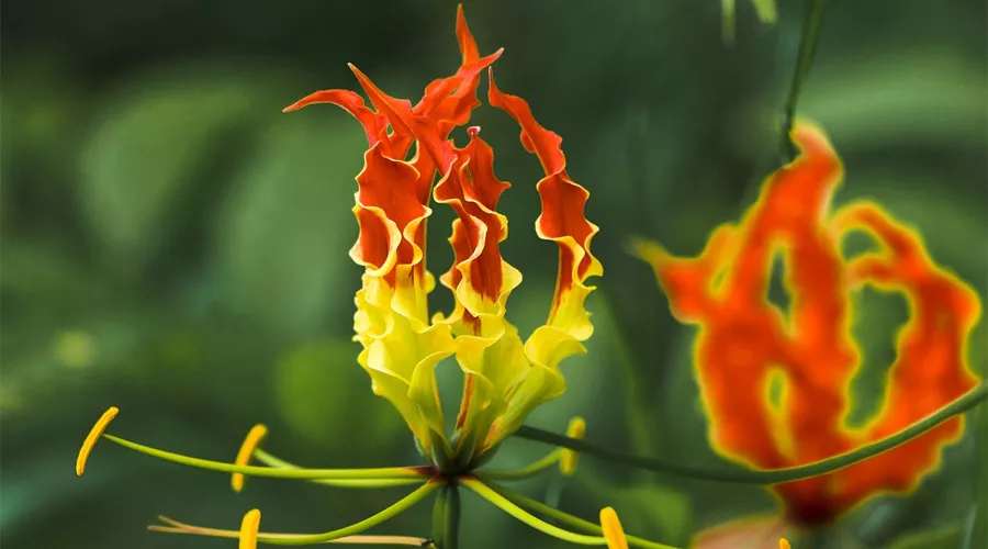 कलिहारी