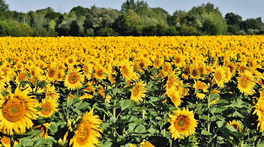 सूरजमुखी