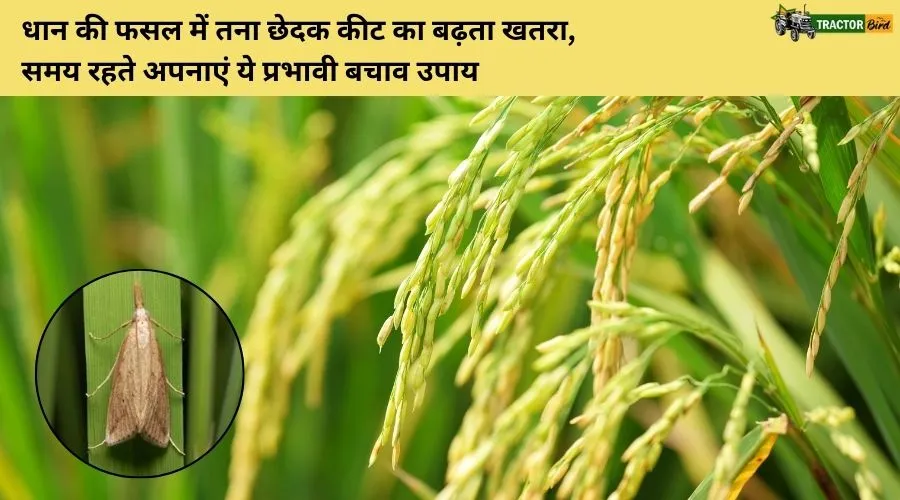 धान
