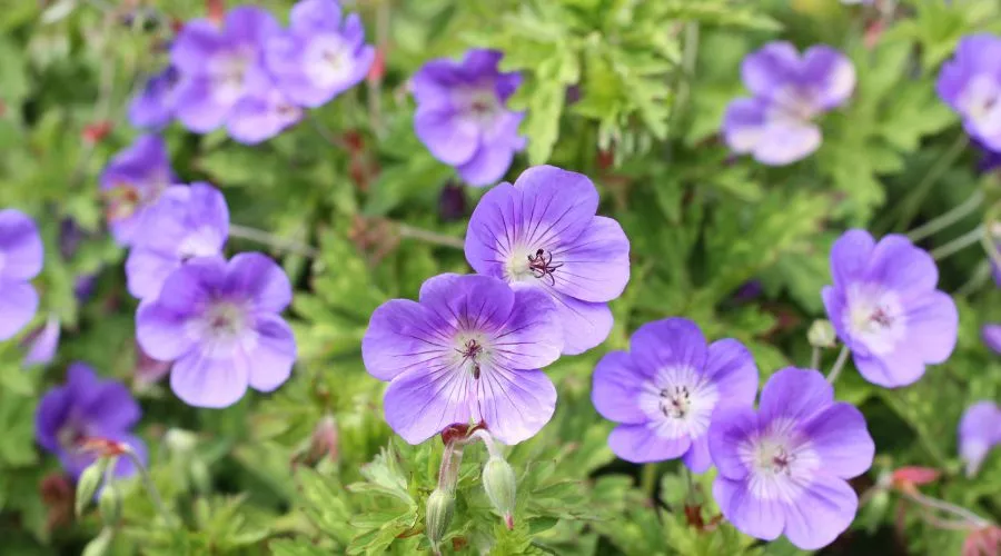 जिरेनियम