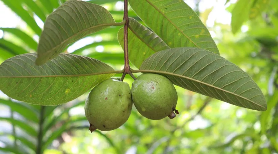 किसानों