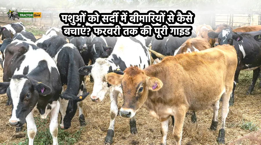 पशुओं को सर्दी में बीमारियों से कैसे बचाएं? फरवरी तक की पूरी गाइड