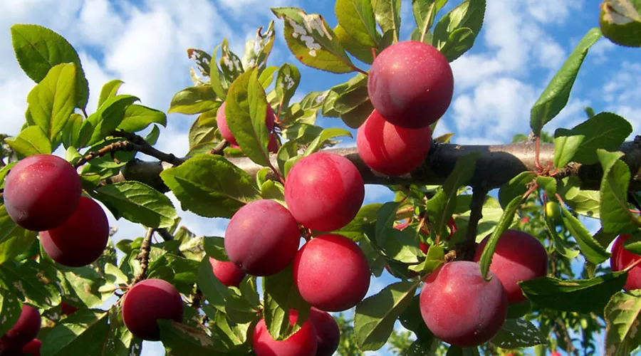 आलूबुखारा