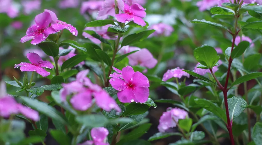 सदाबहार