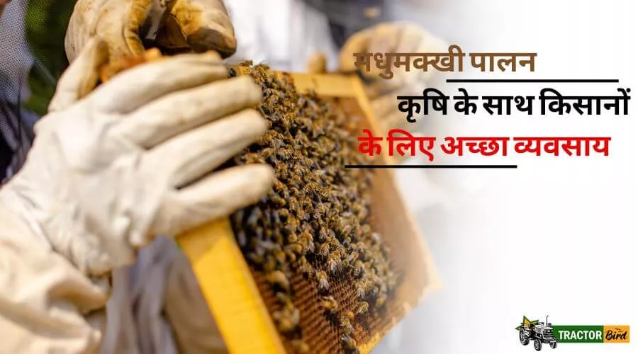 मधुमक्खी