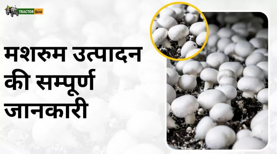 मशरुम