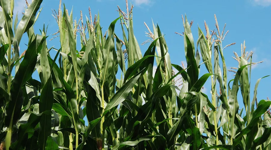 गर्मियों