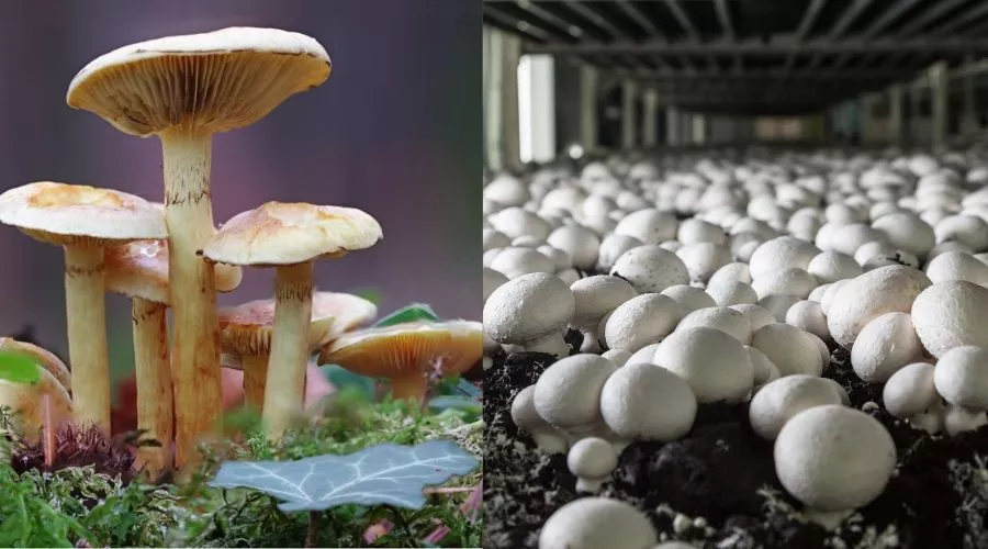 कुकुरमुत्ता