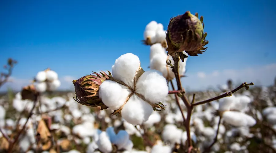 कपास