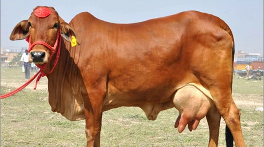 साहीवाल