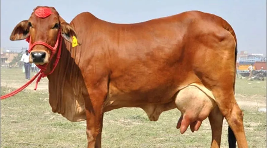 साहीवाल