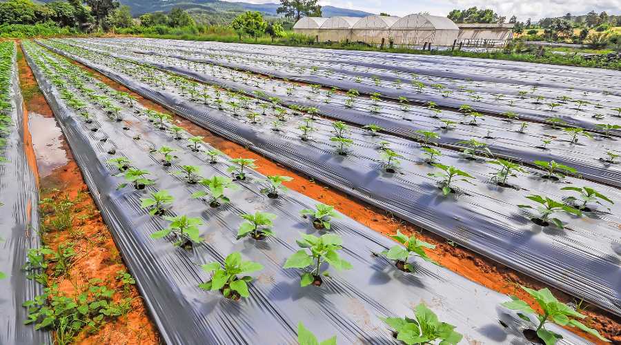 मल्चिंग