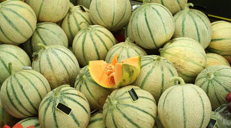 खरबूजा