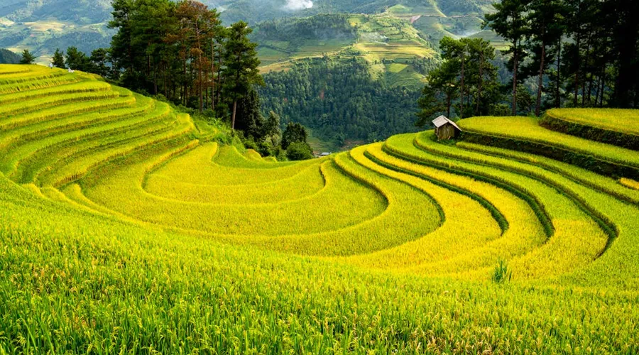 सीढ़ीदार