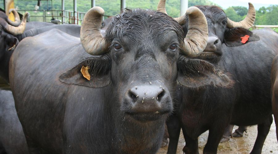 हरियाणा