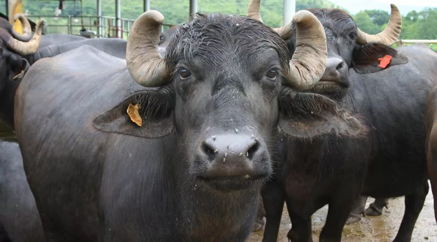 हरियाणा