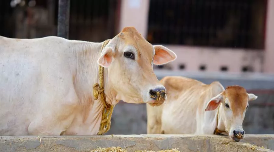 आर्टिफिशल