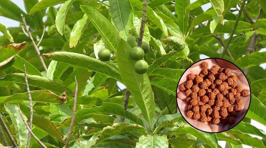 रुद्राक्ष