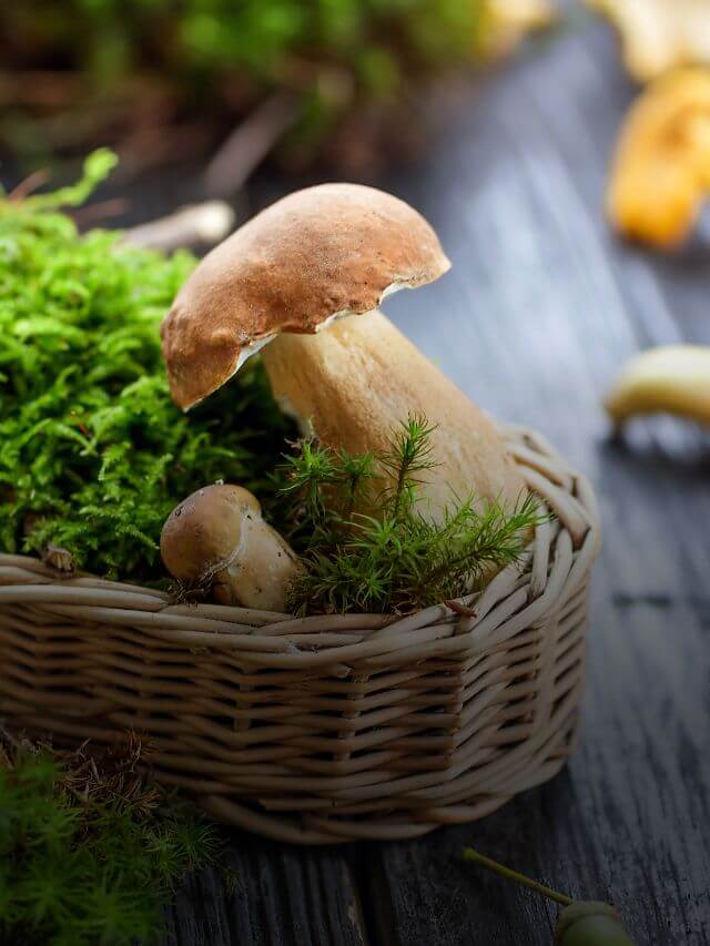 Mushroom Farming: ऐसे शुरू करें मशरूम की खेती, होगी बंपर कमाई