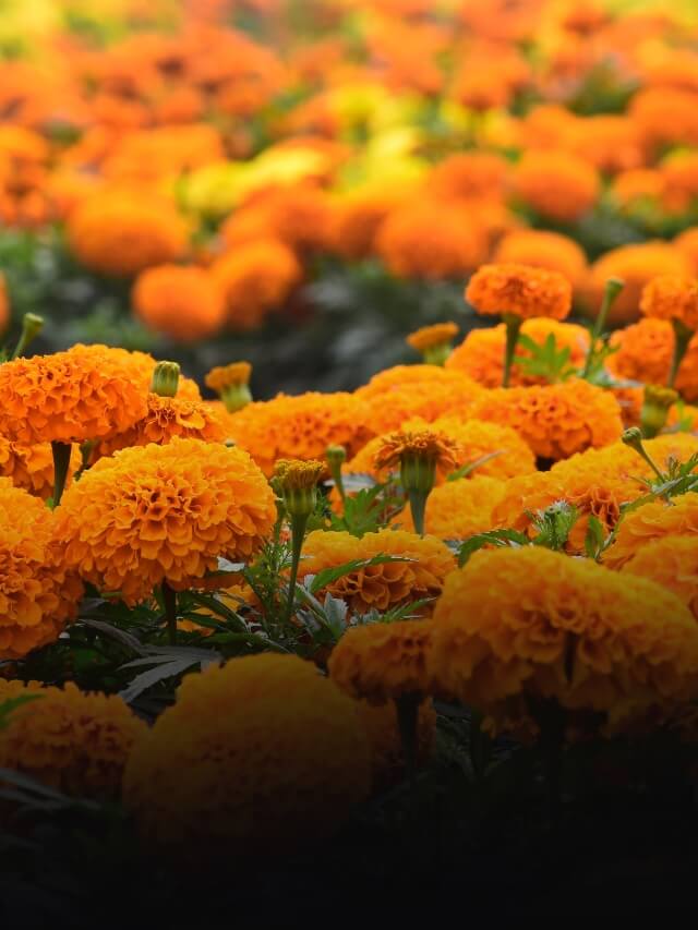 गेंदे के फूलों की खेती पर देगी सरकार बंपर सब्सिडी