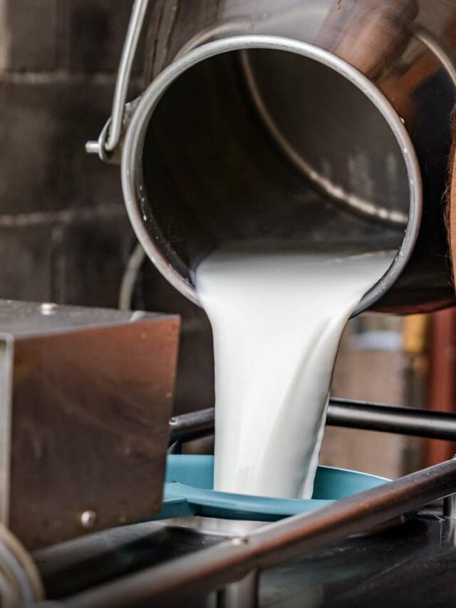 Dairy Farm Loan : डेयरी फार्म बिजनेस के लिए मिलेगा 10 लाख से 40 लाख तक का लोन, जानिए योजना के बारे में