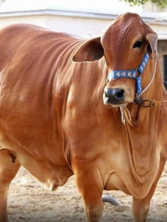 Top 5 Milk Breeds of Cows in India