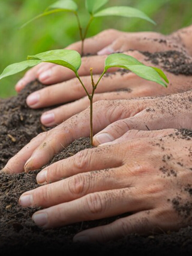 वृक्षारोपण (plantation farming) क्या है?