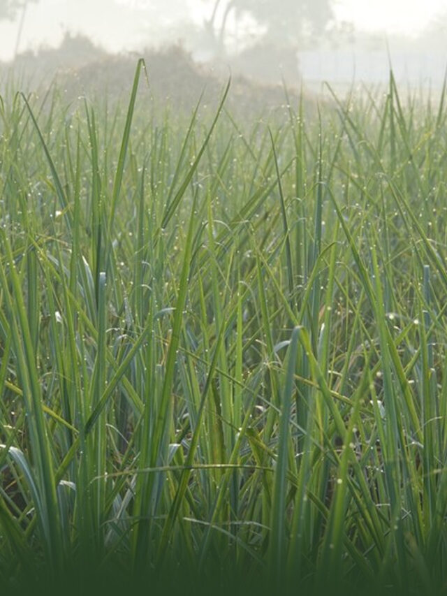 lemon grass Farming – नींबू घास की खेती कैसे की जाती है?