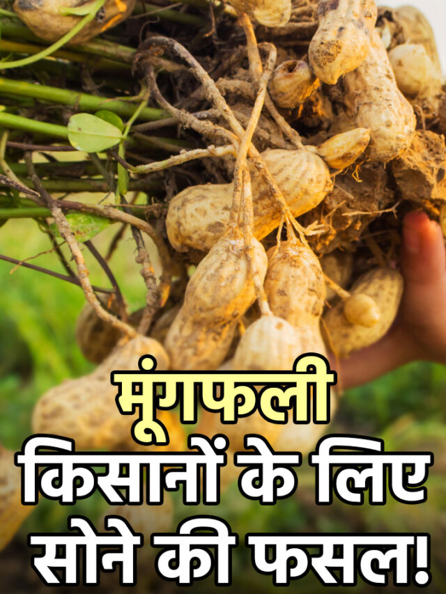 मूंगफली: किसानों के लिए सोने की फसल!