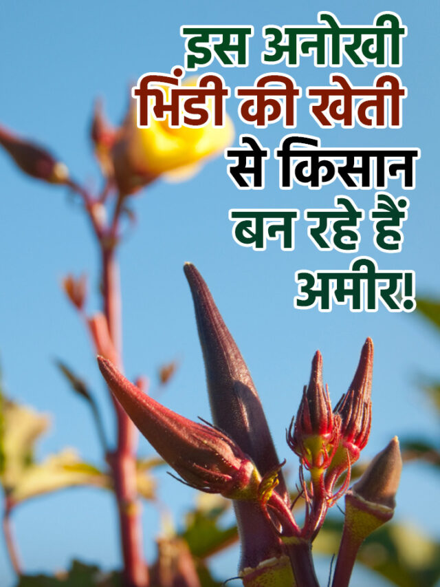 इस अनोखी भिंडी की खेती से किसान बन रहे हैं अमीर!