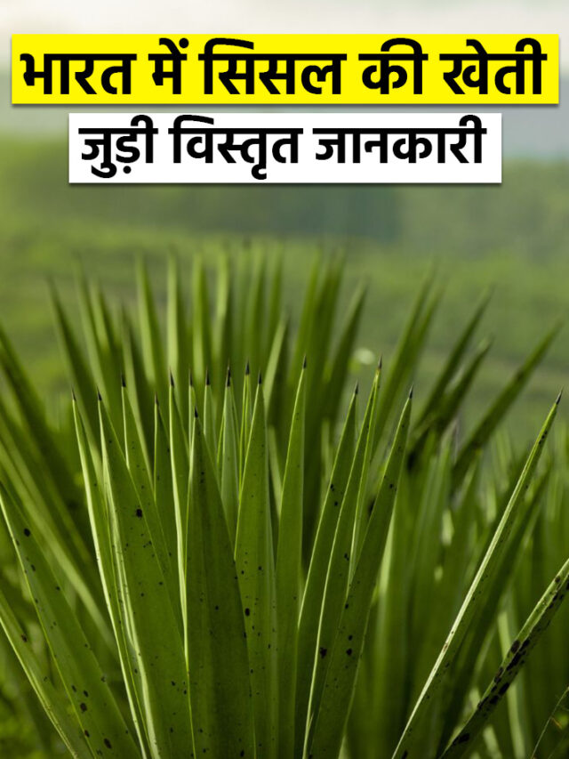 भारत में सिसल की खेती से जुड़ी विस्तृत जानकारी