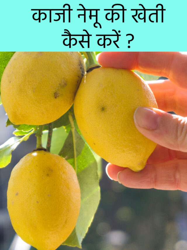 काजी नेमू की खेती करने का आसान तरीका